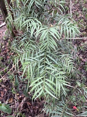 Afrocarpus