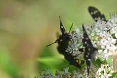 Zygaena ephialtes