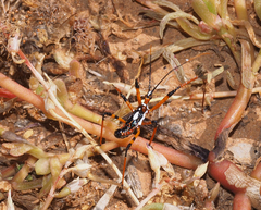 Poecilosphodrus gratiosus
