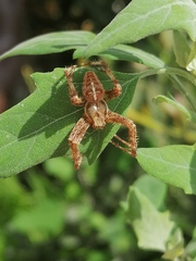 Araneus diadematus