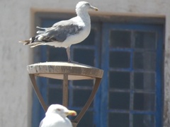 Larus argentatus