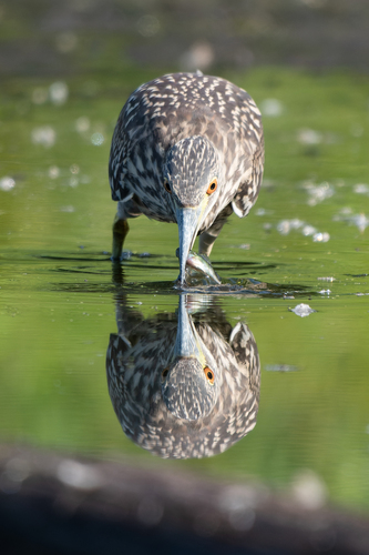Martinete común (Nycticorax nycticorax)