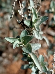 Atriplex stipitata