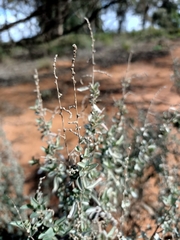 Atriplex stipitata