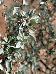 Atriplex stipitata