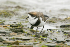 Charadrius falklandicus