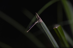 Agriocnemis lacteola