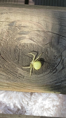 Misumena vatia