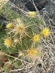 Carlina graeca