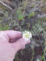 Pimelea glauca