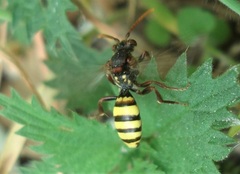Nomada signata
