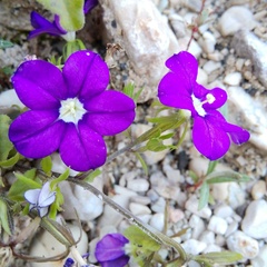 Legousia speculum-veneris