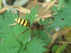 Nomada signata