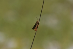 Entomophaga grylli