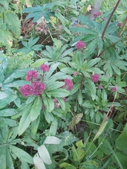 Hylotelephium telephium fabaria