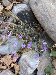 Campanula lusitanica