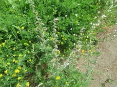 Artemisia mongolica