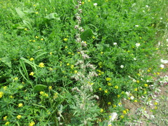 Artemisia mongolica