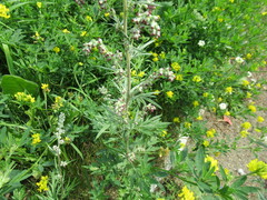 Artemisia mongolica