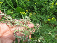 Artemisia mongolica