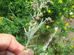 Artemisia mongolica