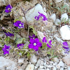 Legousia speculum-veneris