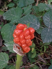 Arum cylindraceum