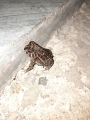 Odontophrynus
