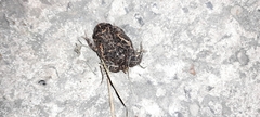 Odontophrynus