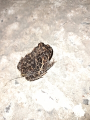 Odontophrynus