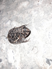 Odontophrynus