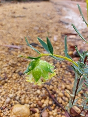Pimelea angustifolia