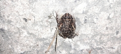 Odontophrynus