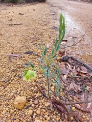 Pimelea angustifolia
