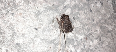 Odontophrynus