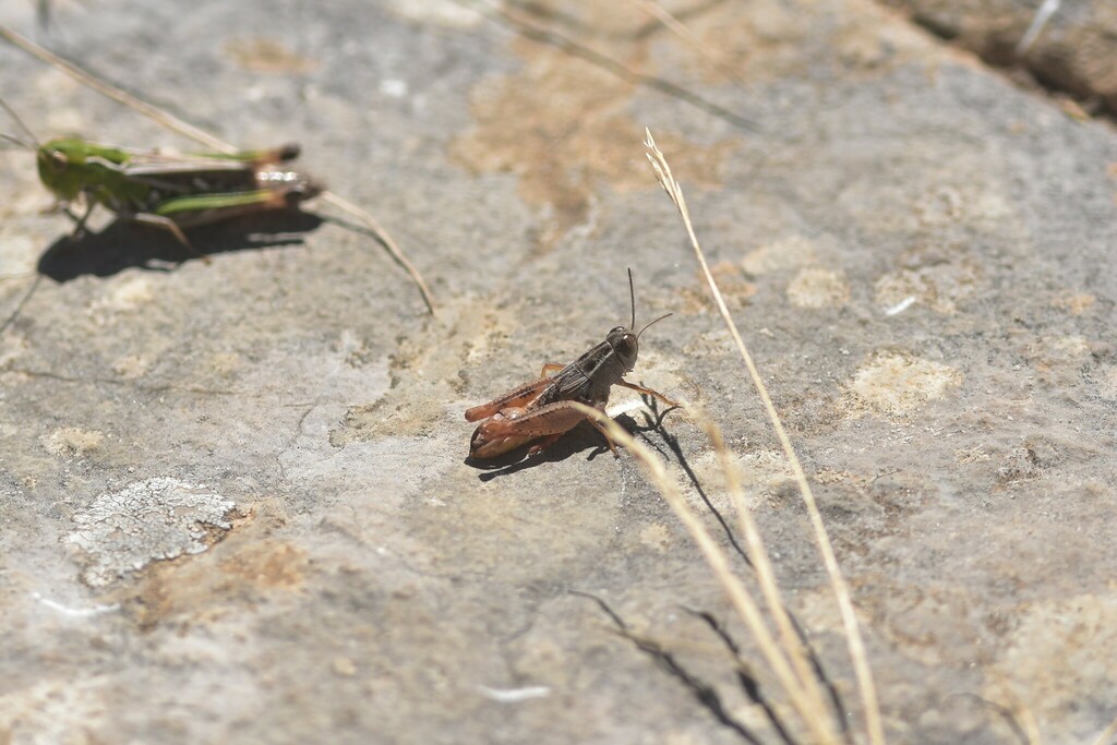 Istrian Pincer Grasshopper