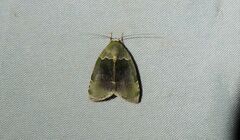 Lasiolopha saturata
