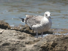 Larus