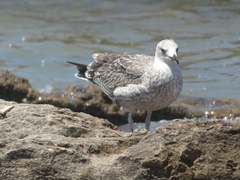 Larus