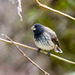 Vegetarian Finch - Photo (c) Greg Lasley, some rights reserved (CC BY-NC), uploaded by Greg Lasley