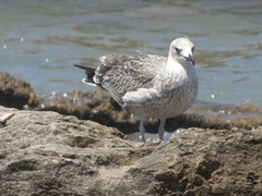 Larus