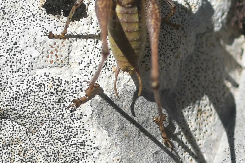 Monk Bush-cricket