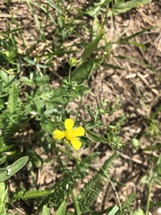 Potentilla argentea