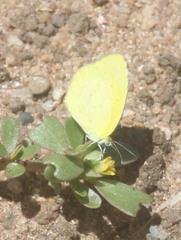 Eurema brigitta