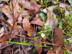 Cyanothamnus subsessilis