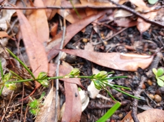 Cyanothamnus subsessilis