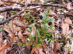 Cyanothamnus subsessilis