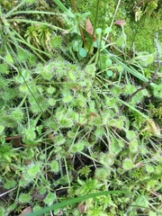 Drosera rotundifolia