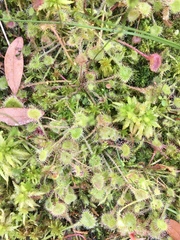Drosera rotundifolia