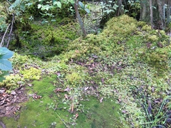 Drosera rotundifolia